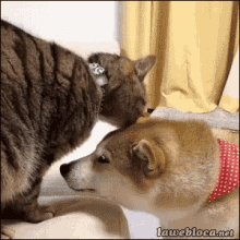 Cat Dog GIF - Cat Dog Lick GIFs