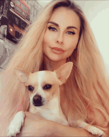 Chihuahua Blonde GIF - Chihuahua Blonde Dog GIFs