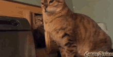 Cat Surprise GIF - Cat Surprise Hit GIFs
