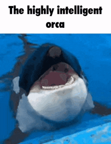 a picture of a killer whale with the caption the highly intelligent orca