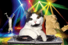 Cat Dj GIF - Cat Dj Party GIFs