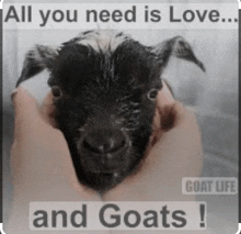 Baby Goat Goat Images GIF - Baby Goat Goat Images Love You GIFs