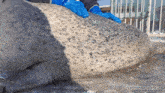 a seal is being examined by a person wearing blue gloves and the website gifrun.com is visible in the corner