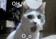 Oh My Gah Cat GIF