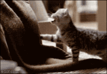Morning Cat GIF - Morning Cat Kitten GIFs