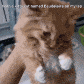 a kitty cat named baudelaire is on a lap