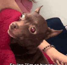 a small brown dog is sitting on a woman 's arm with the words saying " i 'm so hungry " visible