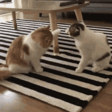 Cats Cute GIF - Cats Cute Fight GIFs