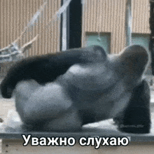 a gorilla is laying down on a table with a caption in russian