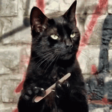 Gato Cat GIF - Gato Cat Black Cat GIFs