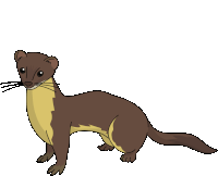 Weasel Yellow Bellied Weasel Sticker