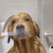 Dog Teeth GIF - Dog Teeth Brushing GIFs