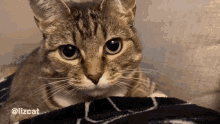 Cat Wow GIF - Cat Wow Surprise GIFs