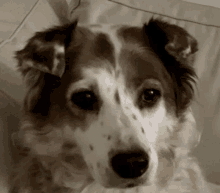 Dog Animals GIF - Dog Animals Suspect GIFs