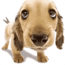 Diz Que Sim, Cachorro GIF - Sayyes Please Dog GIFs