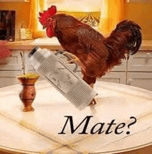 a rooster is standing on top of a table with a bottle of mate .