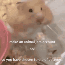 Chubby Hamster Dont You Dare GIF - Chubby Hamster Dont You Dare GIFs
