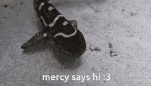Mercy Says Zebra Shark GIF - Mercy Says Mercy Zebra Shark GIFs