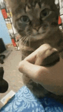 Cat Arm GIF - Cat Arm Wrestle GIFs