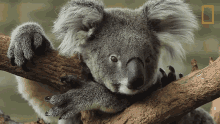 Head Down Koalas101 GIF