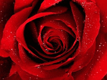 a close up of a red rose with the words ljubi srecu i radost