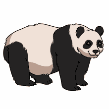 panda giant panda