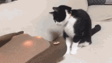 Cat Hypnotized GIF - Cat Hypnotized Lights GIFs