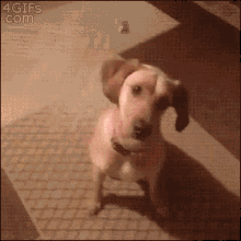 Dog Gun Trick GIF - Dogs GIFs