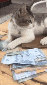 GIF