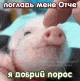 a pig is being touched by a person 's finger and the caption reads " я добрий порос "