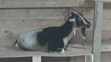 Goat Relaxing GIF - Goat Relaxing Animals GIFs