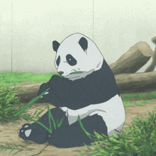 a panda bear is eating a bamboo stick