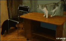 You Don'T Intimidate Me! GIF - Cute Cat Fail GIFs