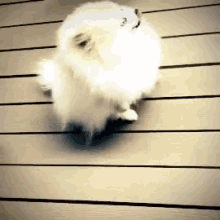 White Pomeranian Butt Scoot GIF - White Pomeranian Pomeranian Butt Scoot GIFs