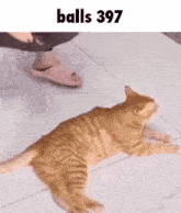 a cat is laying on the floor next to a person 's feet and looking at the camera .