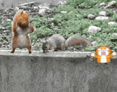 Squirrels Trees GIF - Squirrels Trees Home GIFs