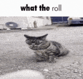 a cat sitting on the ground with the words " what the roll " written above it