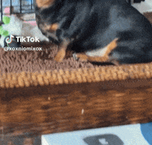 a dog is laying on a wicker couch with a tiktok watermark above it
