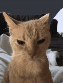 Cat Spoofity GIF - Cat Spoofity Speech Bubble GIFs