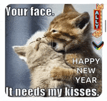 two kittens are kissing each other on the cheeks .