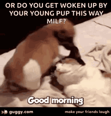 Good Morning Dogs GIF - Good Morning Dogs Cats GIFs