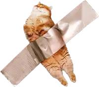 a cat is taped to a piece of duct tape with its eyes closed