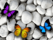 Mise Misemisko GIF - Mise Misemisko Butterflies GIFs