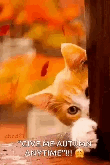 Cat Peek GIF