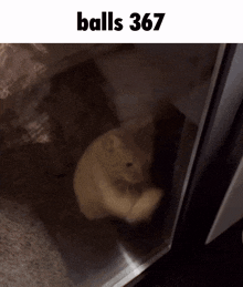 a picture of a cat behind a glass door with the words balls 367 above it