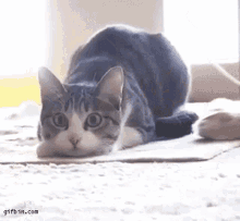 GIF