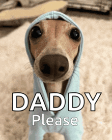 a dog wearing a blue hoodie that says daddy please on it