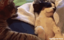 Caturday Vfht GIF - Caturday Vfht Cats GIFs