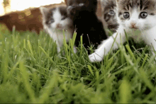 Kitten Kittens GIF - Kitten Kittens Cats GIFs