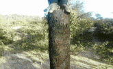 a person is standing on a tree trunk with their feet on it